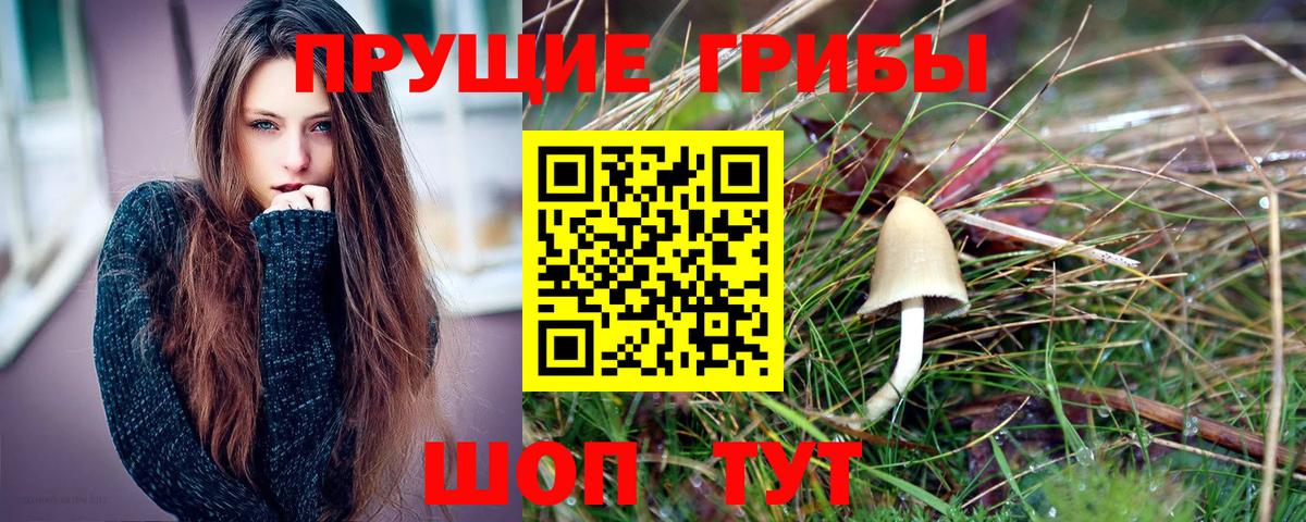 Галлюциногенные грибы Psilocybe Приморско-Ахтарск